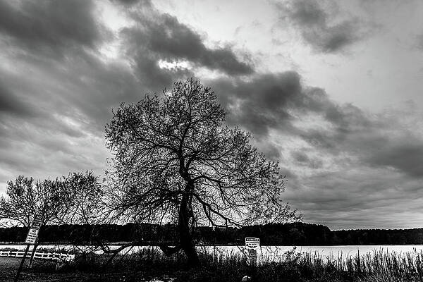 Old Tree II by James L Bartlett Old Tree II by James L Bartlett