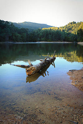 Wall Art - Photograph - Old Tree Trunk Fallen In A Lake Surrounded By Trees On A Mountain. by Cavan Images