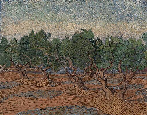 Wall Art - Painting - Olive Grove. by Vincent van Gogh -1853-1890-