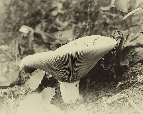 On the Forest Floor by Ann Keisling On the Forest Floor by Ann Keisling