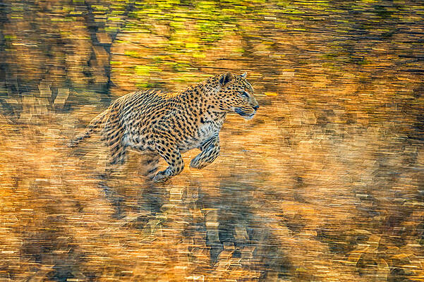Wall Art - Photograph - On The Run by Jeffrey C. Sink