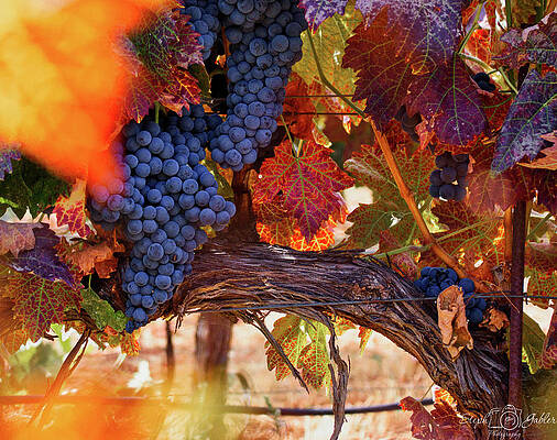 On the Vine by Steph Gabler On the Vine by Steph Gabler