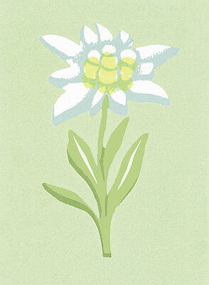 Wall Art - Drawing - One Flower by CSA Images