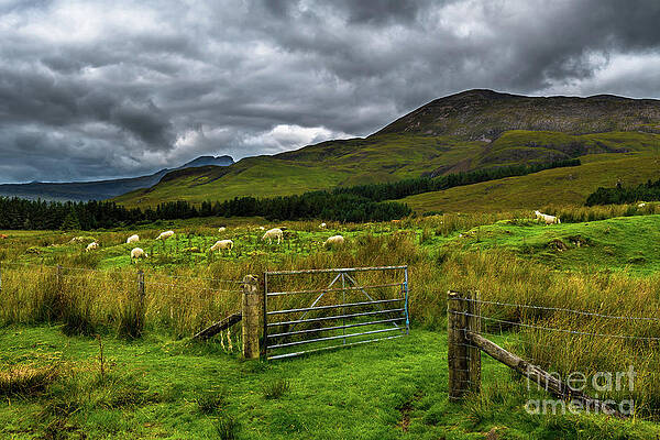 Wall Art - Photograph - Open Gate To Pasture With White Sheep In Scenic Landscape On The Isle Of Skye In Scotland by Andreas Berthold