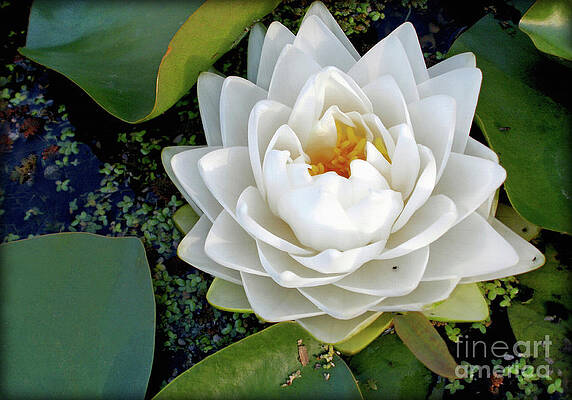 Wall Art - Photograph - Optical Illusion in a Waterlily by Kaye Menner
