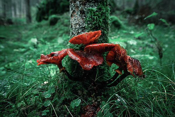 orange mushrooms at the foot of a tree by Stefano Carella orange mushrooms at the foot of a tree by Stefano Carella