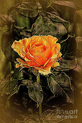 Orange Rose in oils by Chris Thaxter Orange Rose in oils by Chris Thaxter