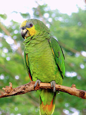 Orange winged Amazon Parrot by Blair Wainman Orange winged Amazon Parrot by Blair Wainman