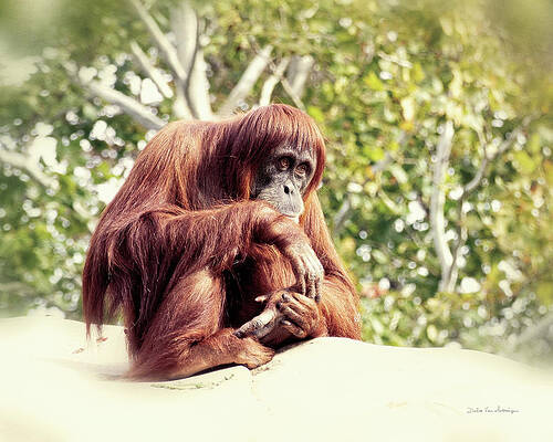 ZXMPGYH Pittura Moderna Home Decor Art Pictures Grandi Donne Nere Dipinti di Orangutan Dipinti a Mano Animale Astratto