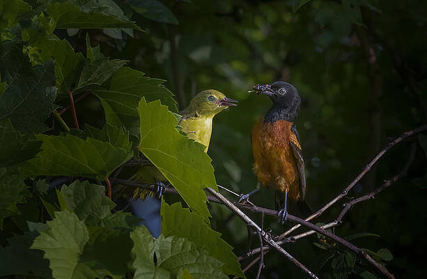 Wall Art - Photograph - Orchard Oriole Couple by Molly Fu