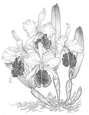 Cattleya Orchid Drawings Fine Art America