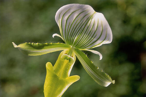Slipper Orchid Art For Sale