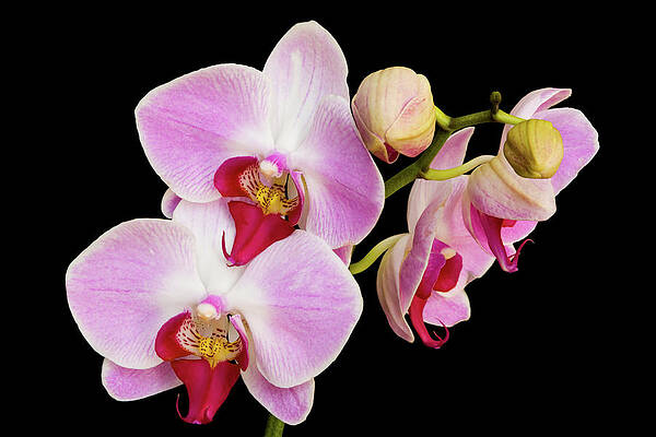 Black Orchid Art For Sale