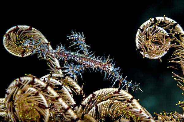 Ornate Ghost Pipefish Solenostomus by Bruce Shafer Ornate Ghost Pipefish Solenostomus by Bruce Shafer