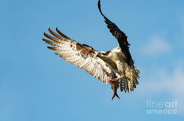 Osprey in flight with a fish by Sam Rino Osprey in flight with a fish by Sam Rino