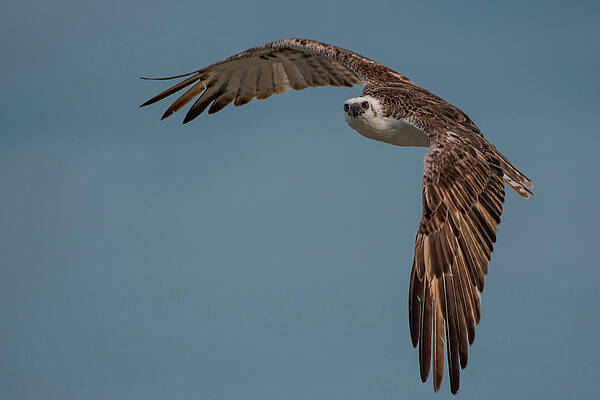 Osprey by Thomas Kallmeyer Osprey by Thomas Kallmeyer