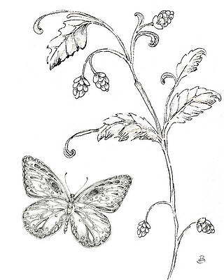 Wall Art - Drawing - Outdoor Beauties Butterfly II by Daphne Brissonnet