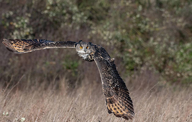 Owl Turning by Mark Hunter Owl Turning by Mark Hunter