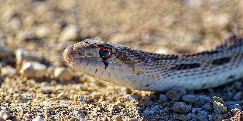 Wall Art - Photograph - Pacific Gopher Snake is a Rattlesnake Mimic by KJ Swan