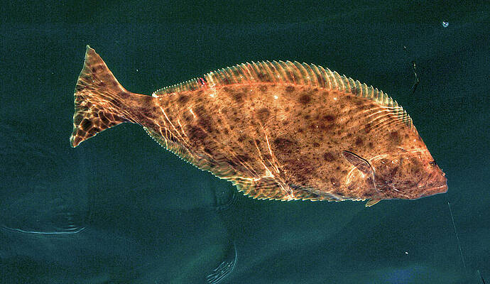 Wall Art - Photograph - Pacific Halibut by David Shuler