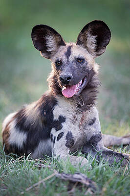 Wall Art - Photograph - Painted Hunting Dog Pup (lycaon by Nick Garbutt