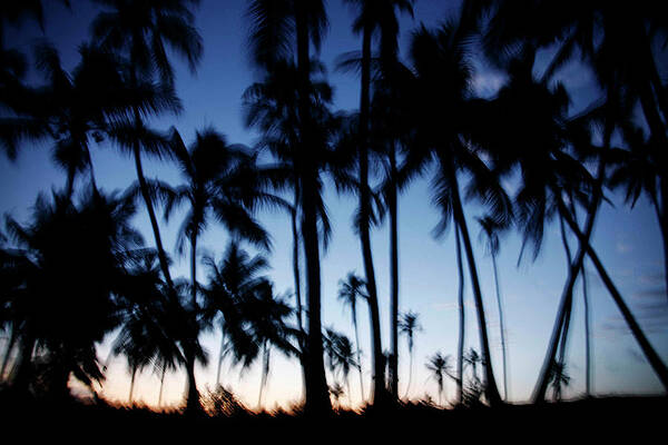 Wall Art - Photograph - Palm Trees Sway in the Breeze at Sunset by Finbarr O'Reilly