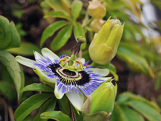 Passiflora by Javier Ferre