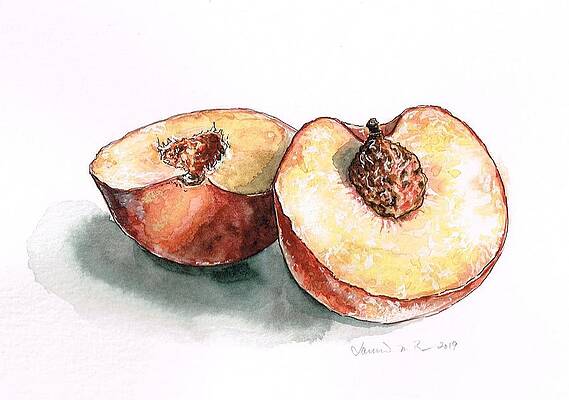 Peach Pit Paintings Fine Art America