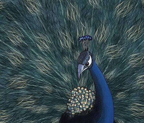 Abstract Peacock Drawings Fine Art America
