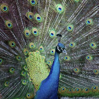 Peacock Feathers by John Foxx