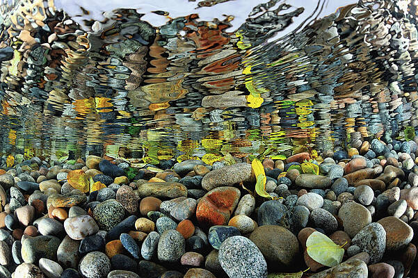 Wall Art - Photograph - Pebbles Reflected In The Water Surface At Mouth Of Sheryldy by Olga Kamenskaya / Naturepl.com