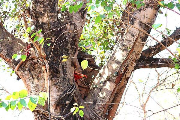 Peepal Tree Photos | Fine Art America