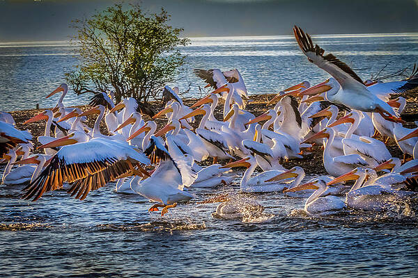 Pelican Island by David Wagenblatt Pelican Island by David Wagenblatt