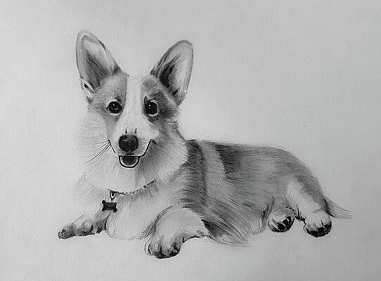 Pembroke Welsh Corgi Drawings | Fine Art America