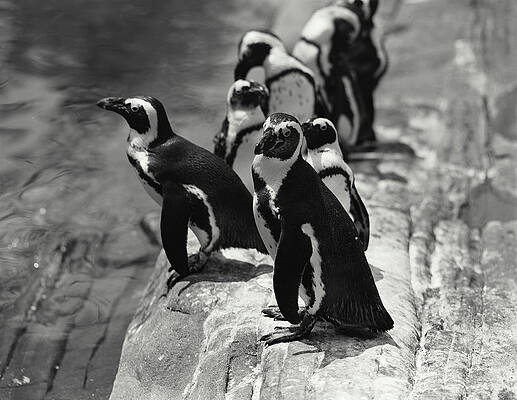 Wall Art - Photograph - Penguins At The Bronx Zoo, New York by Devaney Collection
