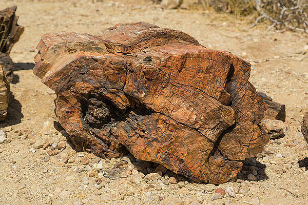 Wall Art - Photograph - Petrified Fossil Of Log, Petrified Forest, Namibia by Chris Mattison / Naturepl.com