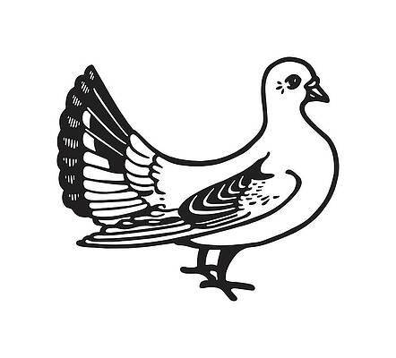 White Pigeon Drawings - Fine Art America