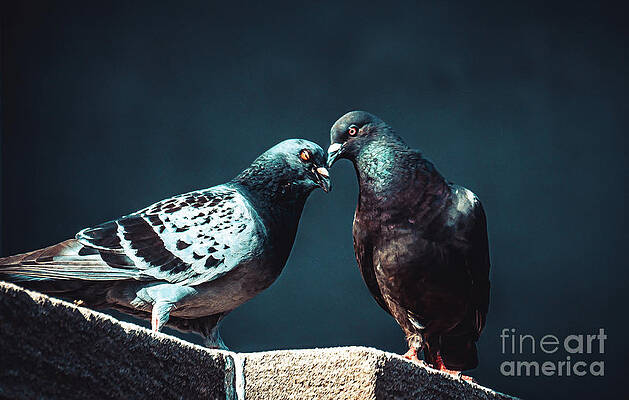 Pigeon Kiss. Just a Peck by Stephen Geisel Pigeon Kiss. Just a Peck by Stephen Geisel
