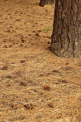 Wall Art - Photograph - Pine cones on forest floor near Lava Island by Steve Estvanik