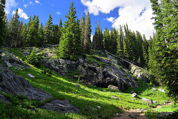 Pine Tree Forest with Rocks in the Mountains on a Sunny Day by Jeff Zehnder