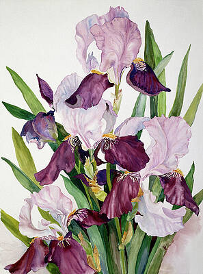 Iris Paintings (Page #2 of 35) | Fine Art America