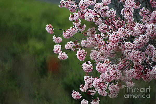Wall Art - Photograph - Pink Blossoms in Foreground at Reagan Library on Deep Green Background by Colleen Cornelius