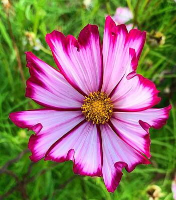 Pink Cosmo by Brian Eberly Pink Cosmo by Brian Eberly