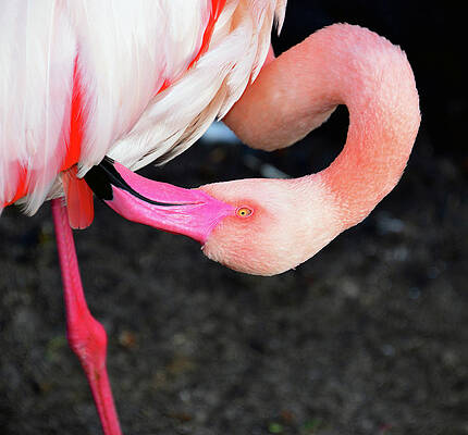 https://render.fineartamerica.com/images/images-profile-flow/400/images/artworkimages/mediumlarge/2/pink-flamingo-primping-david-lee-thompson.jpg