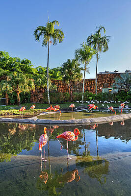 Wall Art - Digital Art - Pink Flamingos, Miami Zoo, Fl by Lumiere