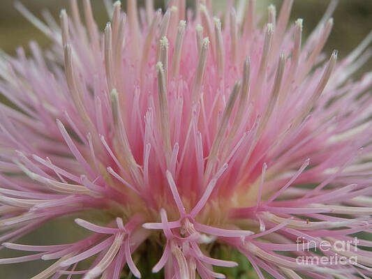 Pink flower blossom on a wildflower weed by Christy Garavetto Pink flower blossom on a wildflower weed by Christy Garavetto