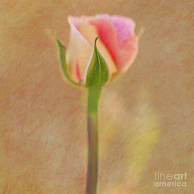 Pink Rosebud Photograph by Fotografía Y Contenido - Fine Art America