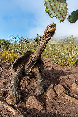 https://render.fineartamerica.com/images/images-profile-flow/400/images/artworkimages/mediumlarge/2/pinzon-giant-tortoise-pinzon-island-galapagos-tui-de-roy--natureplcom.jpg