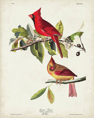 Pl 158 Cardinal Grosbeak by John James Audubon Pl 158 Cardinal Grosbeak by John James Audubon