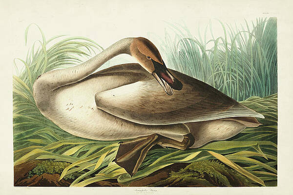 Swan Water Paintings Fine Art America Selective focus of white swans swimming graceful swans in love watercolor painting. fine art america